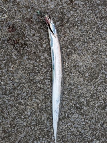 タチウオの釣果