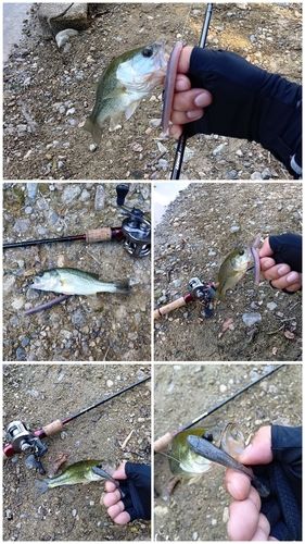 ブラックバスの釣果