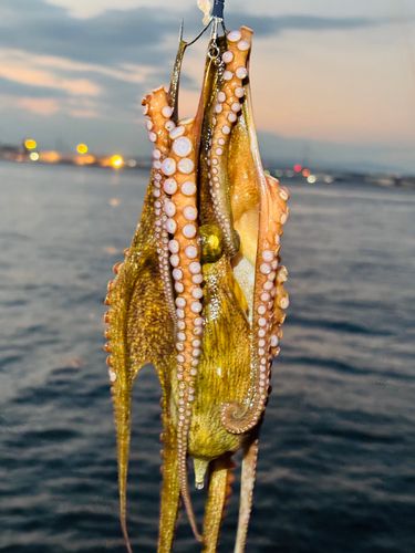 タコの釣果