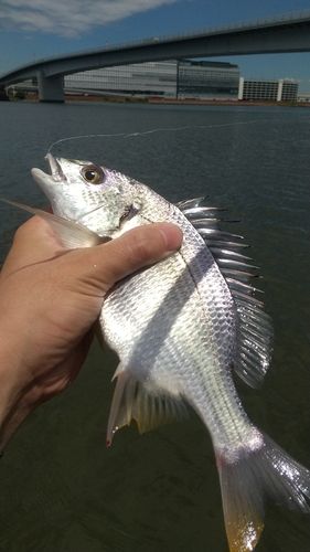 キビレの釣果