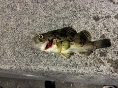 クロソイの釣果