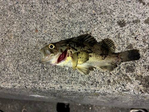 クロソイの釣果