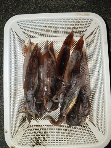 スルメイカの釣果