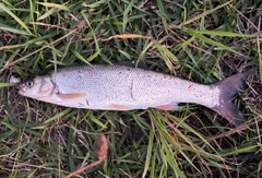 マルタウグイの釣果