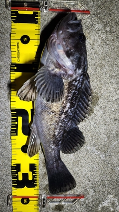クロソイの釣果