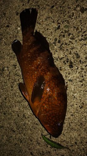 キジハタの釣果