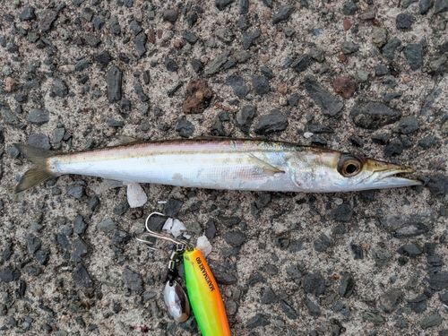 アカカマスの釣果