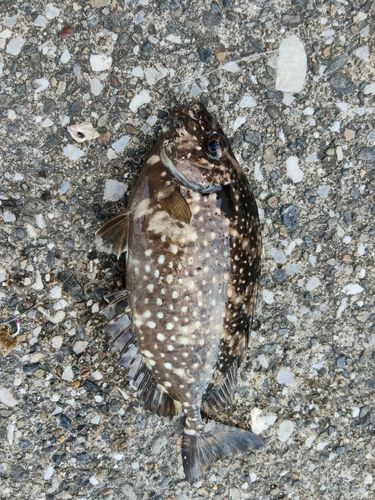 アイゴの釣果