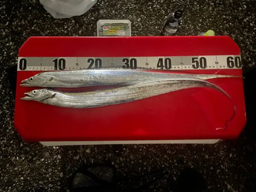 タチウオの釣果