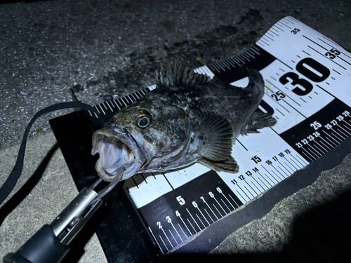 クロソイの釣果