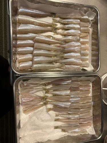キスの釣果