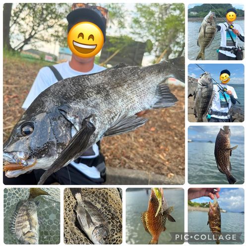 チヌの釣果
