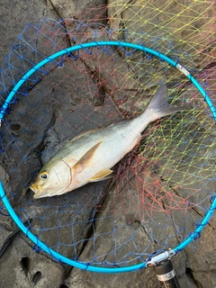 グレの釣果