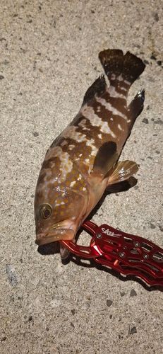 アコウの釣果