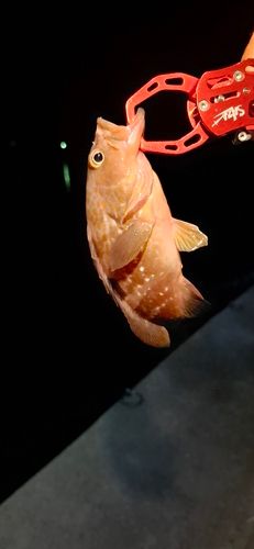 アコウの釣果