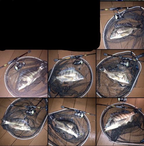 クロダイの釣果
