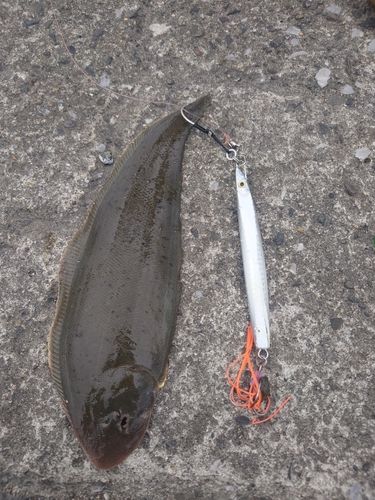 シタビラメの釣果