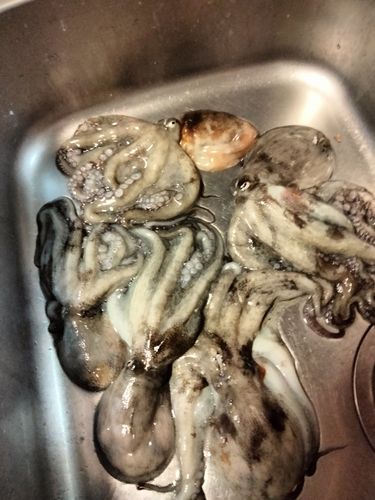 タコの釣果