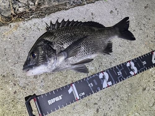 チヌの釣果