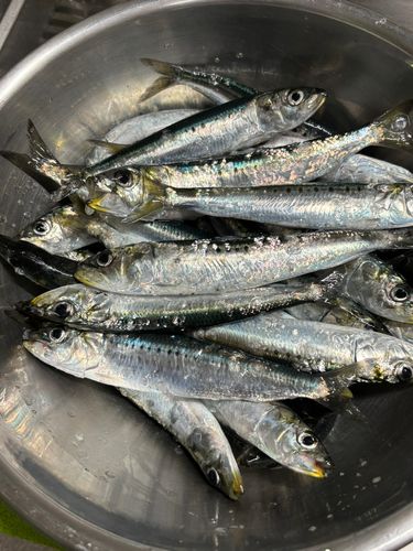 イワシの釣果