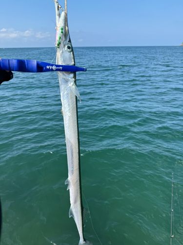 ダツの釣果