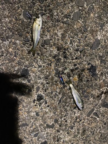 シーバスの釣果
