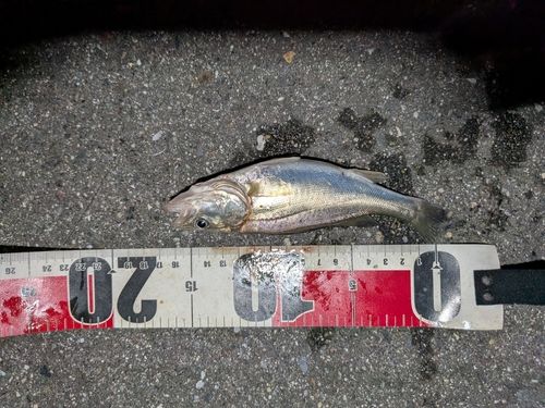 セイゴ（マルスズキ）の釣果
