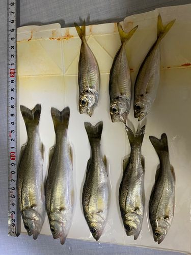 アジの釣果