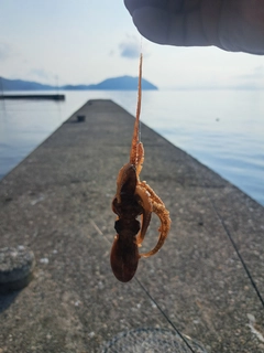 タコの釣果
