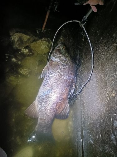 アカメの釣果