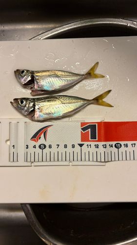 アジの釣果