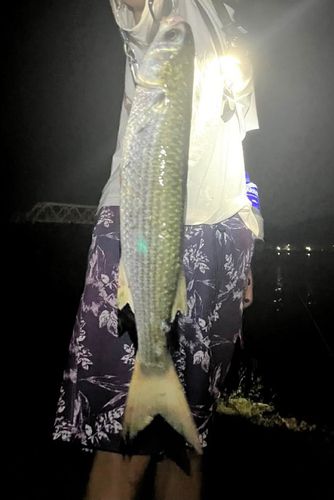 ボラの釣果