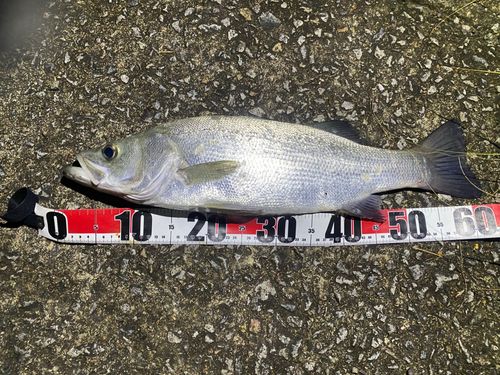 ヒラスズキの釣果