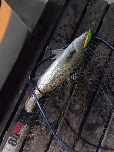 シーバスの釣果