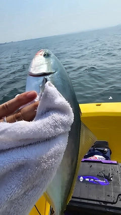 ワカシの釣果