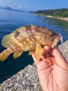 アコウの釣果