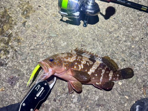 キジハタの釣果