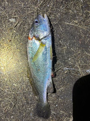 シログチの釣果