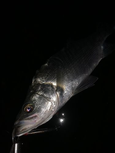 ヒラスズキの釣果
