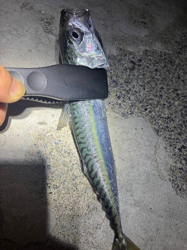 サバの釣果