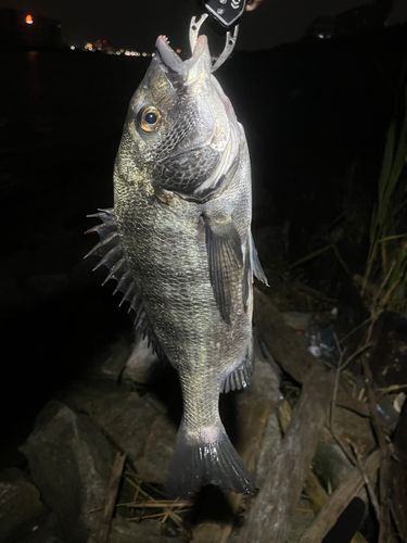 チヌの釣果