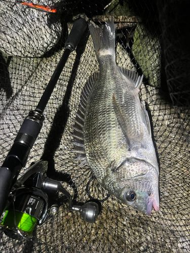 チヌの釣果