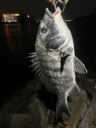 チヌの釣果