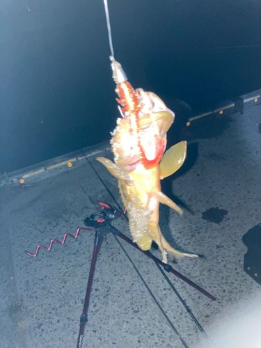 アコウの釣果