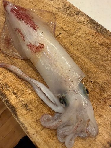 マイカの釣果