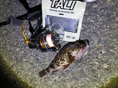 カサゴの釣果