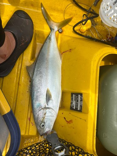 ヒラマサの釣果