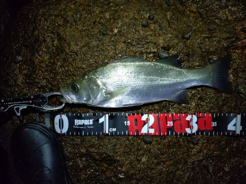 シーバスの釣果