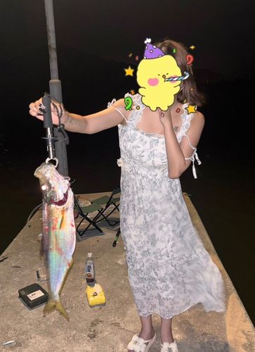 ヒラの釣果