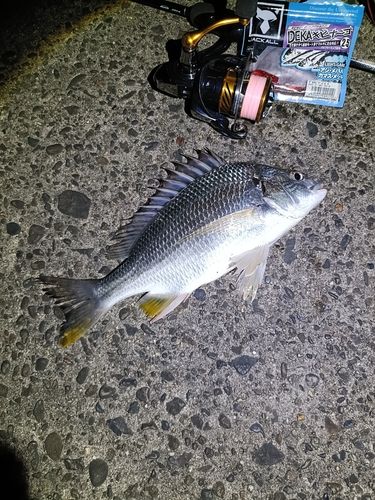 キビレの釣果